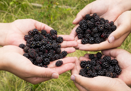 Three pairs of hands with blackberriesの写真素材