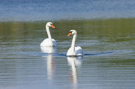 Two swans float down the river on a sunny dayの写真素材