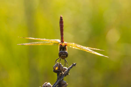 Close-up photo of large dragonfly in sunny dayの写真素材