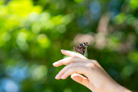 A colorful butterfly sits on a girl's handの写真素材
