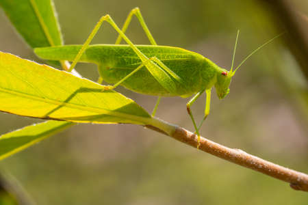 Green grasshopper sits on a branchの写真素材