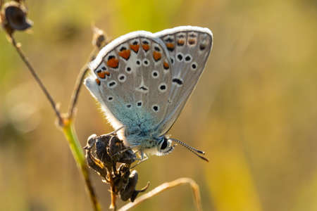 Photo of butterfly Polyommatus Icarus which sits on a dry grassの写真素材