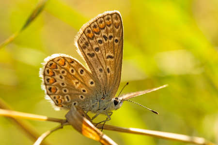 Photo of butterfly Polyommatus Icarus which sits on a grassの写真素材