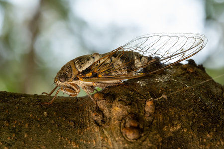 A large cicada sits on a branchの写真素材