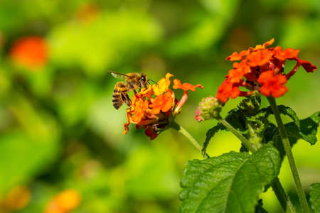 A bee sits on a red flowerの写真素材
