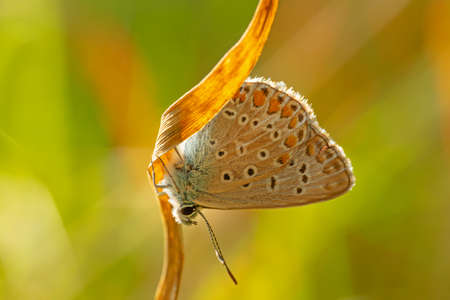 Photo of butterfly Polyommatus Icarus which sits on a curved grassの写真素材