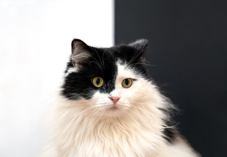 Black and white cat is looking away on a black and white backgroundの写真素材