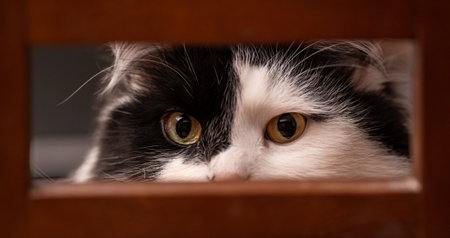 black and white cat peeps hidingの写真素材