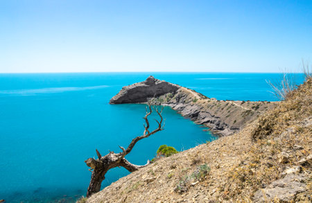 Dried tree on a mountainside near the seaの写真素材