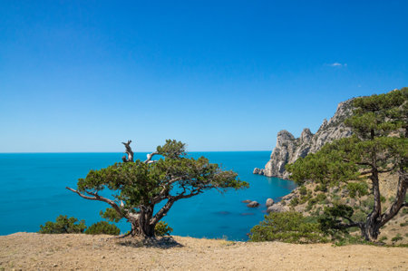Old junipers in the mountains near the seaの写真素材