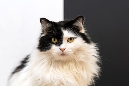 Black and white cat is looking straight ahead on a black and white backgroundの写真素材