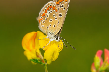Butterfly Polyommatus Icarus drinks nectar from a yellow flower