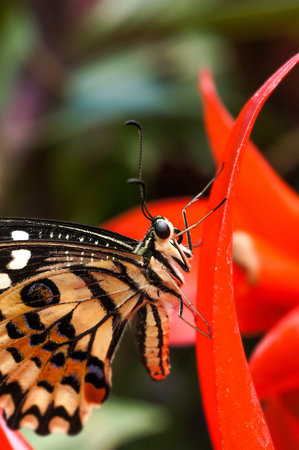 Beautiful tropical butterfly Papilio Demoleus sitting on a red flowerの写真素材