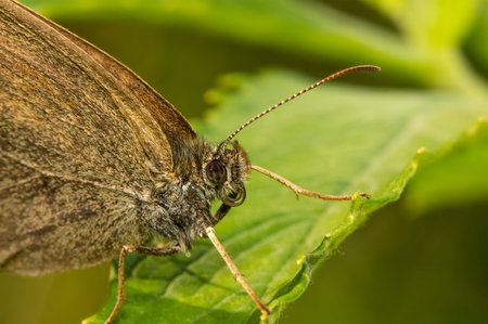 A Coenonympha butterfly with a proboscis sits on a leaf