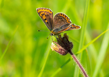 Close-up photo of butterfly Polyommatus which sits on dry flowerの写真素材