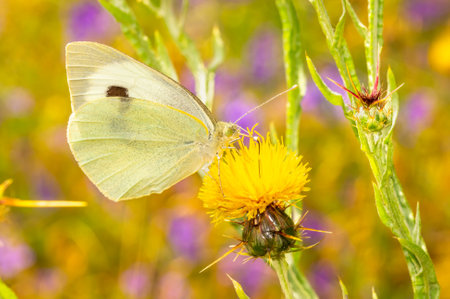 Butterfly Pieris Rapae drinks nectar from a thistleの写真素材