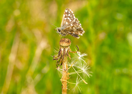 A butterfly Pyrgus malvae sits on a fallen dandelionの写真素材