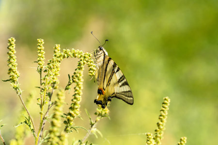 A Podalirius butterfly sits on the grassの写真素材