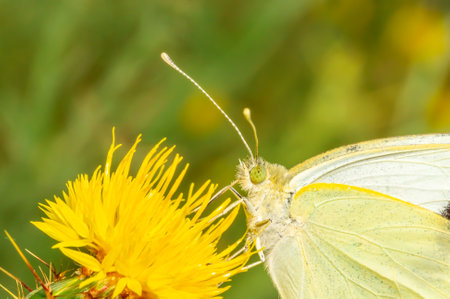 A butterfly sits on a dandelion and drinks nectar.の写真素材