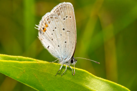 A Everes Argiades butterfly sits on a leafの写真素材