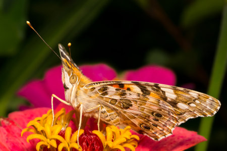 A butterfly sits on a large red flowerの写真素材