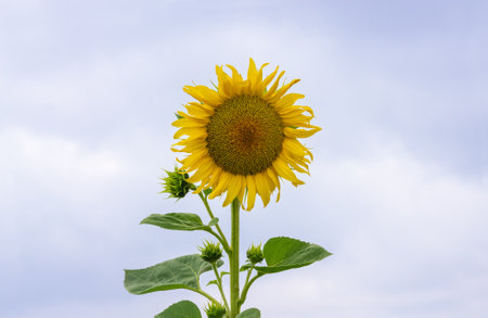 One yellow sunflower against a cloudy skyの写真素材