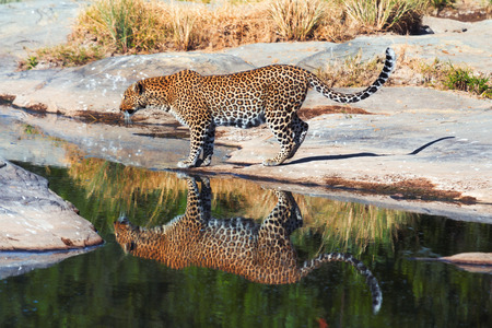 Female leopard at a river bank with reflection of its body in Masai Mara, Kenyaの写真素材