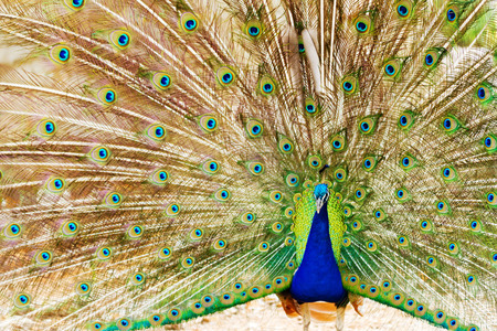Peacock at Lokrum - the nearest island near Dubrovnikの写真素材