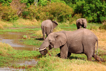 Elephants at noon in Masai Mara national park in Kenyaの写真素材