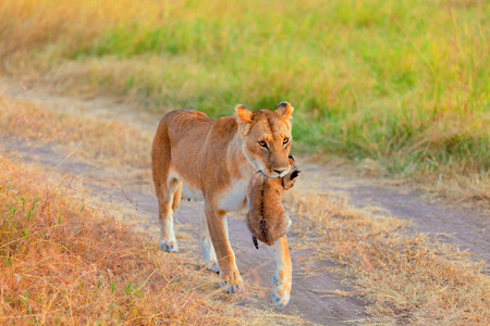 Female lion carrying a cup in her mouth, Masai Mara in Kenyaの写真素材