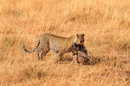 Female leopard walking in grass and carrying its pray in its mouth - young baby warthog, Masai Mara, Kenyaの写真素材
