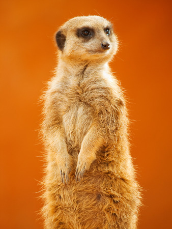 Meerkat looking aroundの写真素材