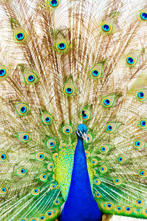 Peacock at Lokrum - the nearest island near Dubrovnikの写真素材