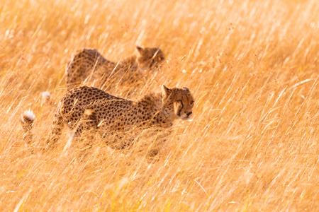 Two male cheetahs walking in grass and looking for pray in Masai Mara, Kenya