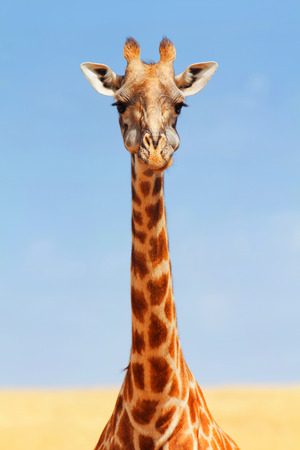 Close up of a male giraffe in Masai Mara, Kenya during the dry seasonの写真素材