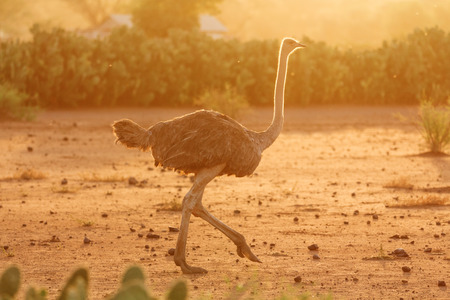 Female ostrich at sunrise, Amboseli park, Kenyaの写真素材