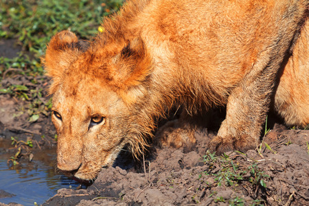 Young lion drinking water after eating, Masai Mara, Kenyaの写真素材