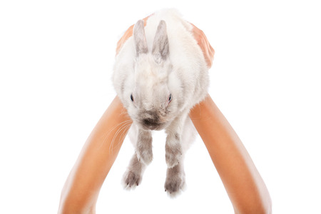 White rabbit in woman hands isolated on white backgroundの写真素材