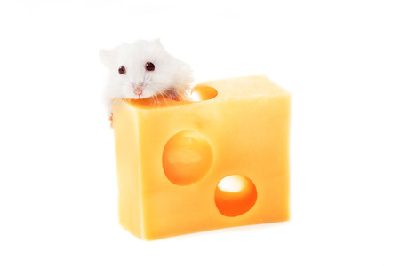 White mouse with emmental cheese isolated on whiteの写真素材