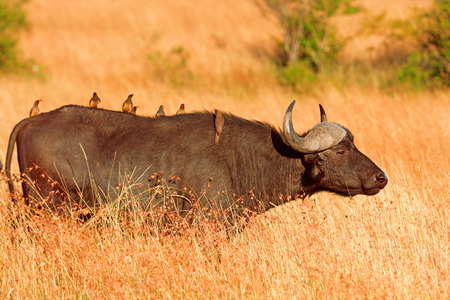 Male buffalo with oxpeckers walking in grass in Masai Mara, Kenyaの写真素材