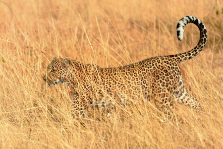 Female leopard walking in grass and looking for its pray in Masai Mara, Kenyaの写真素材