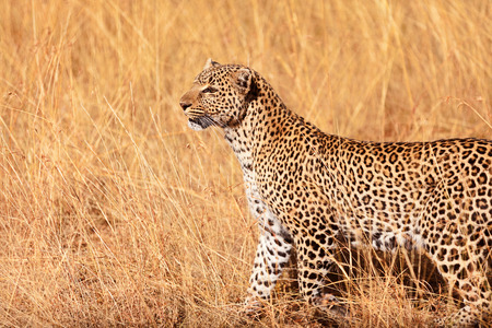 Female leopard walking in grass and looking for its pray in Masai Mara, Kenyaの写真素材