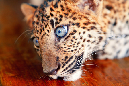 Baby leopard in the street of Kanchanaburi, Thailandの写真素材