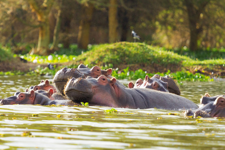 Hippopotamus showing over the waters of Lake Naivashaの写真素材