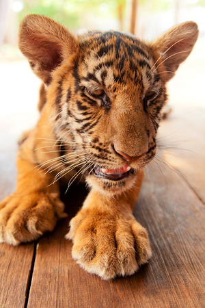 Baby tiger in Tiger Temple near Bangkok in Thailandの写真素材