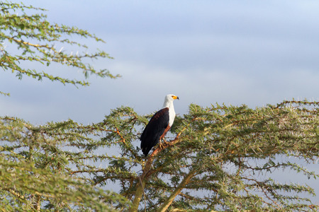 Fish Eagle on a treeの写真素材