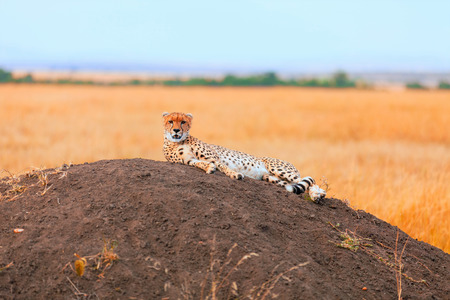 Male cheetah sitting in grass and looking for its pray in Masai Mara, Kenyaの写真素材