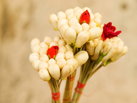 Jasmine blossom are popular in Tunisiaの写真素材