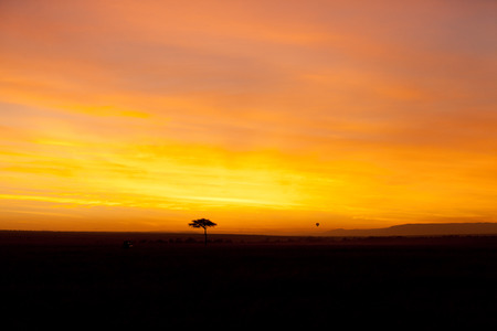 Typical african sunset with acacia trees in Masai Mara, Kenyaの写真素材