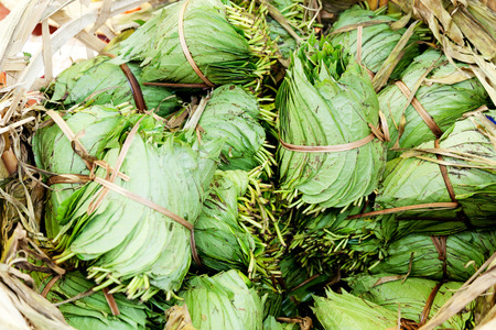 Betel Nut leaves. の写真素材